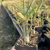 Adenium swazicum — Adenium — listed size W2.5-3cm — Same Size Shipped — image 3: potted plant with a branching trunk and narrow leaves