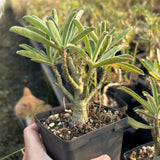 Adenium swazicum — Adenium — listed size W2.5-3cm — Same Size Shipped — image 4: potted plant with a branching trunk and narrow leaves