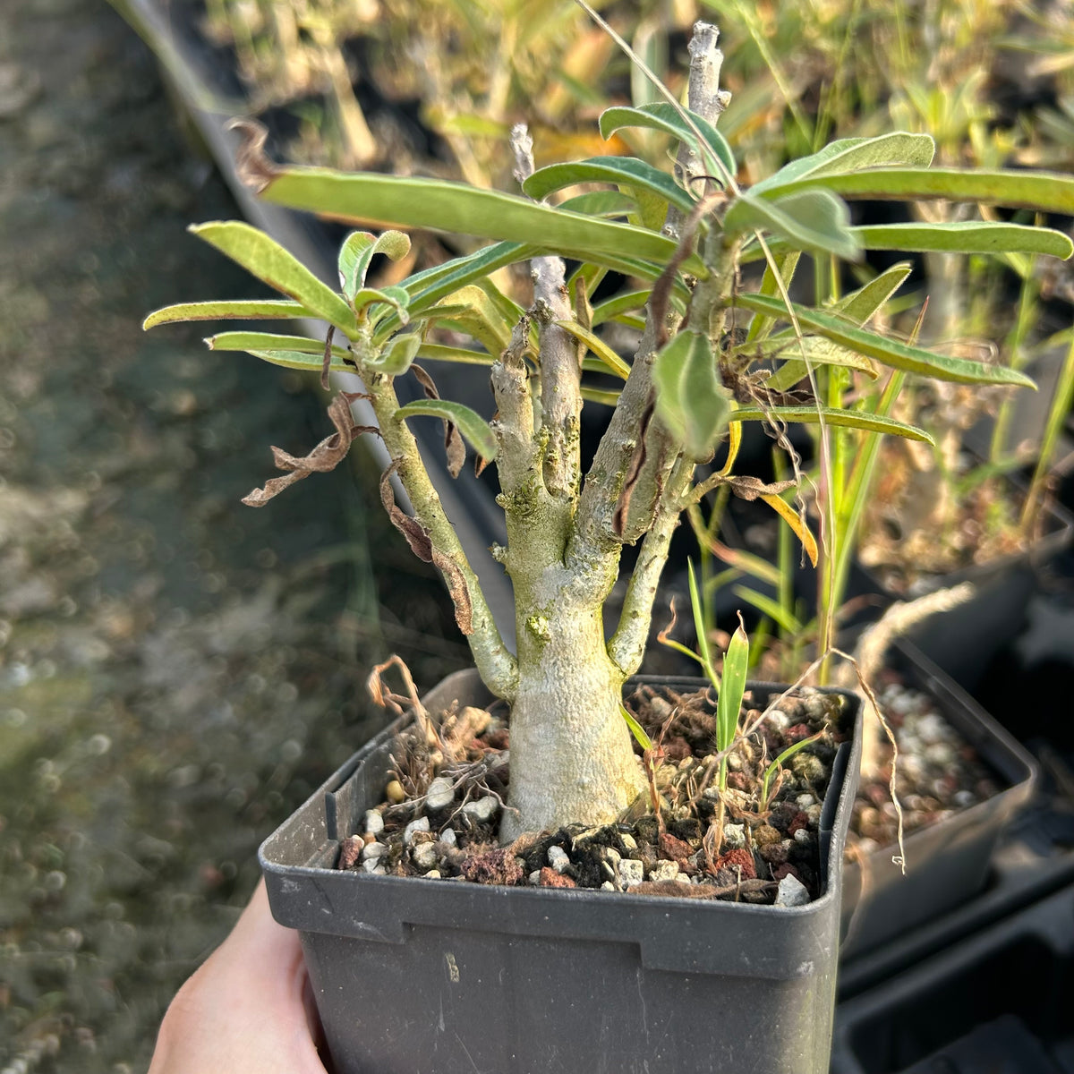 Adenium swazicum — Adenium — listed size W2.5-3cm — Same Size Shipped — image 5: potted plant with a branching trunk and narrow leaves