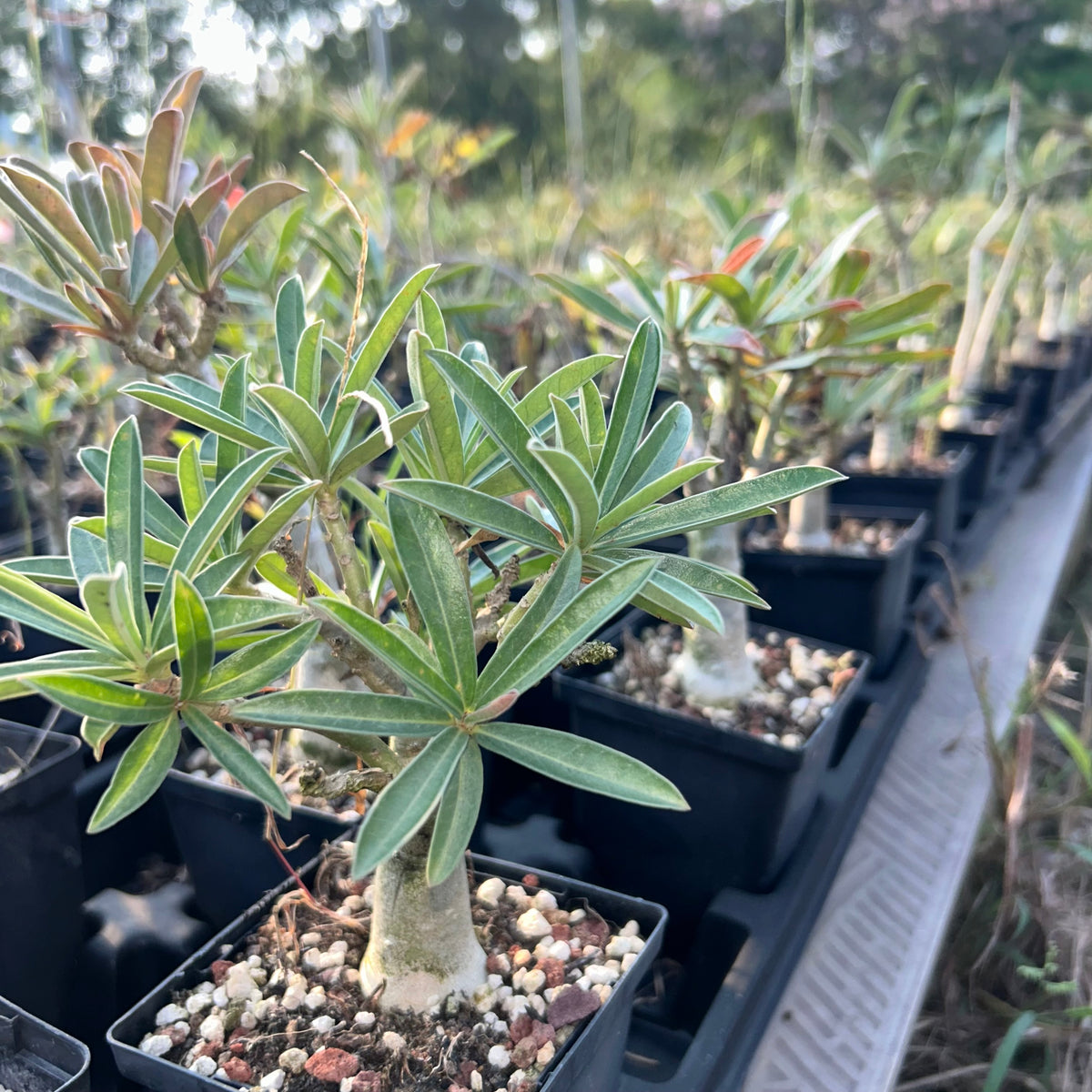 Adenium swazicum — Adenium — listed size W2.5-3cm — Same Size Shipped — image 6: potted plant with a branching trunk and narrow leaves