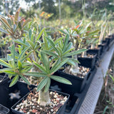 Adenium swazicum — Adenium — listed size W2.5-3cm — Same Size Shipped — image 6: potted plant with a branching trunk and narrow leaves