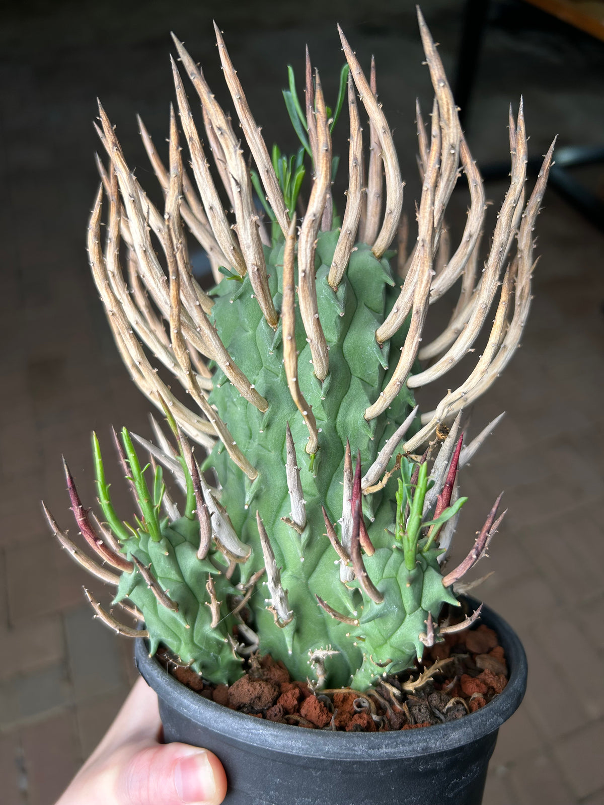 Euphorbia schoenlandii-Euphorbia-H6-8cm-image-7