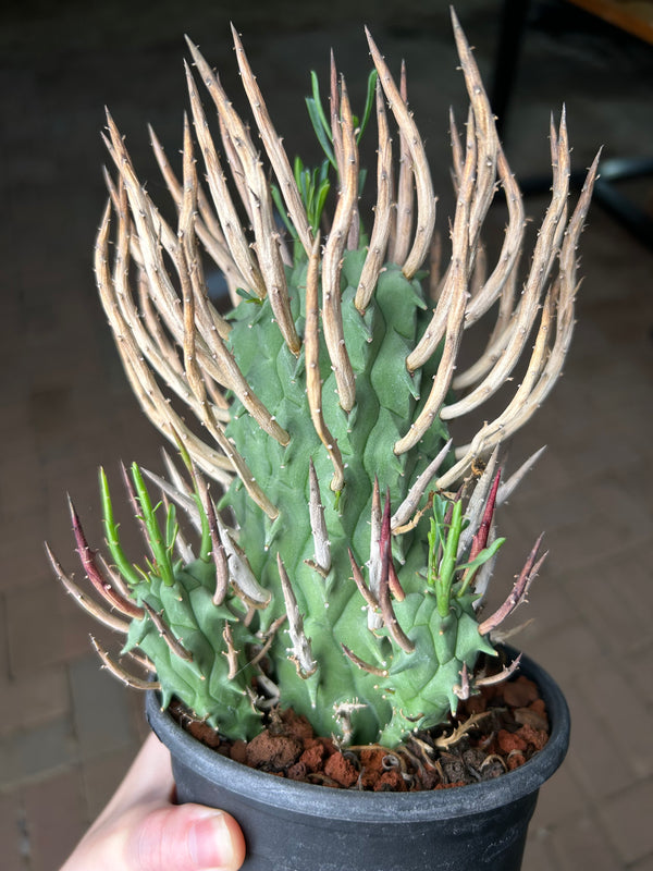 Euphorbia schoenlandii-Euphorbia-H6-8cm-image-7
