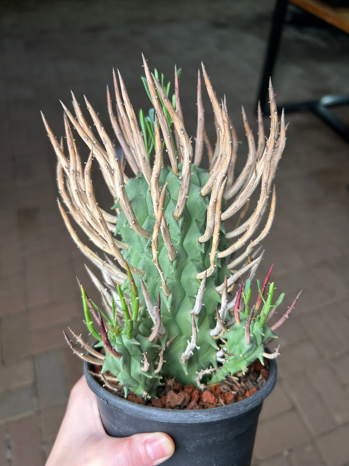 Euphorbia schoenlandii-Euphorbia-H6-8cm-image-8