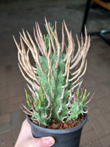 Euphorbia schoenlandii-Euphorbia-H6-8cm-image-8