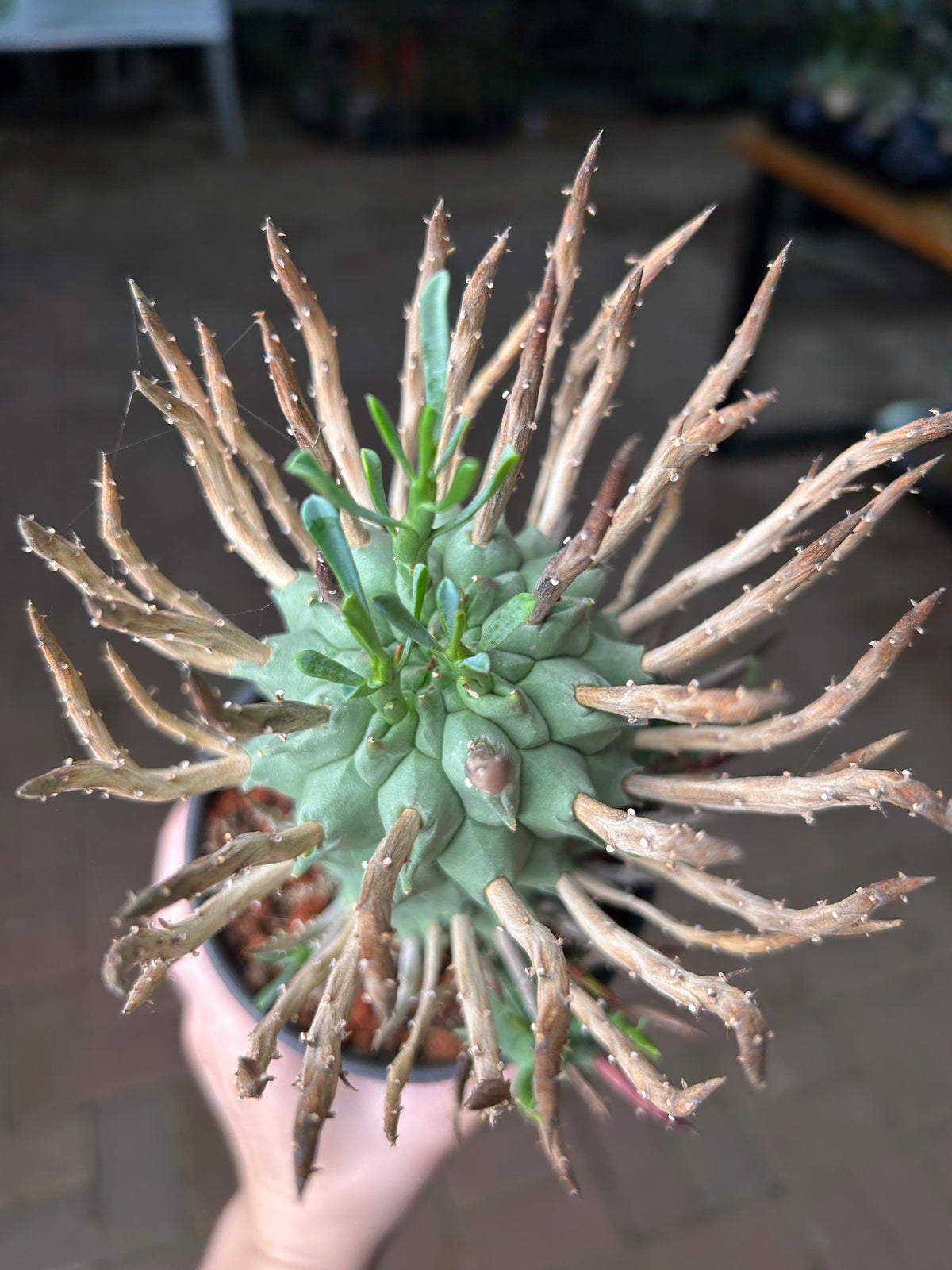 Euphorbia schoenlandii-Euphorbia-H6-8cm-image-10
