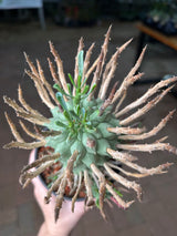 Euphorbia schoenlandii-Euphorbia-H6-8cm-image-10