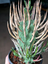 Euphorbia schoenlandii-Euphorbia-H6-8cm-image-11