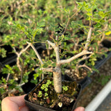 Commiphora monstruosa — Burseraceae — listed size W1cm — Same Size Shipped — image 2: potted plant with an irregular branching trunk and sparse leaves