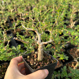 Commiphora monstruosa — Burseraceae — listed size W1cm — Same Size Shipped — image 1: potted plant with an irregular branching trunk and sparse leaves