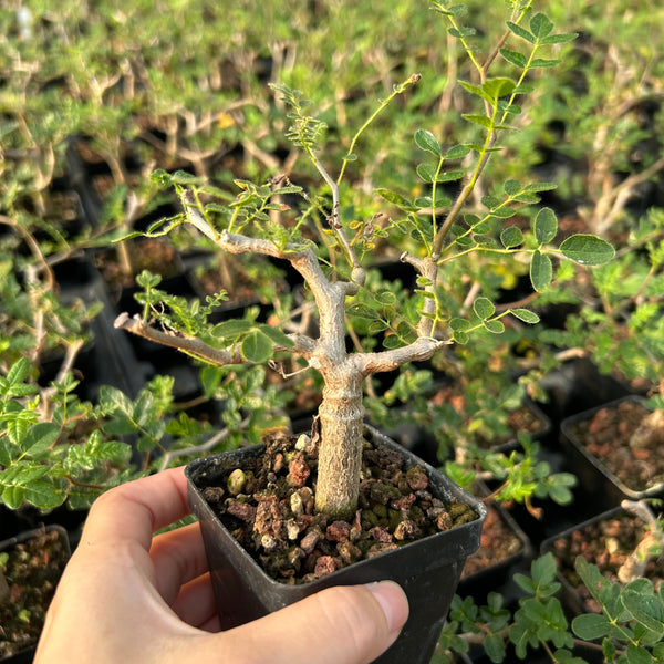 Commiphora monstruosa — Burseraceae — listed size W1cm — Same Size Shipped — image 1: potted plant with an irregular branching trunk and sparse leaves
