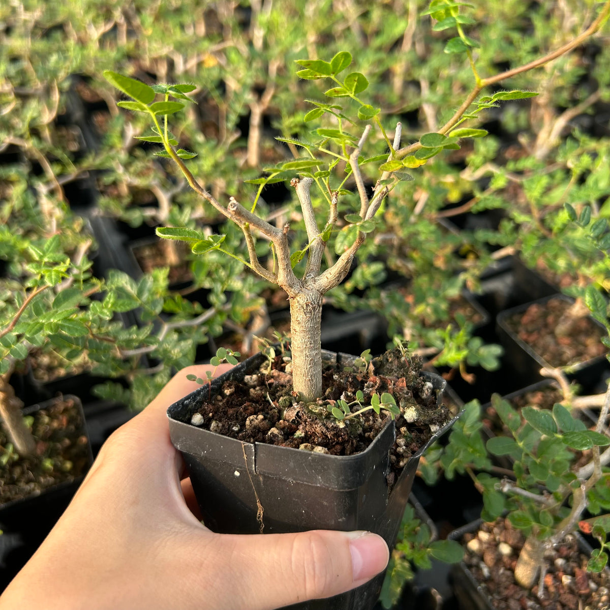 Commiphora monstruosa — Burseraceae — listed size W1cm — Same Size Shipped — image 3: potted plant with an irregular branching trunk and sparse leaves