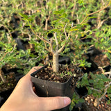 Commiphora monstruosa — Burseraceae — listed size W1cm — Same Size Shipped — image 3: potted plant with an irregular branching trunk and sparse leaves