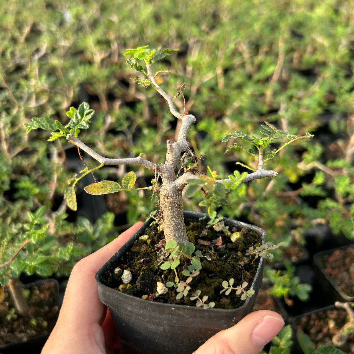 Commiphora monstruosa — Burseraceae — listed size W1cm — Same Size Shipped — image 4: potted plant with an irregular branching trunk and sparse leaves