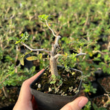 Commiphora monstruosa — Burseraceae — listed size W1cm — Same Size Shipped — image 4: potted plant with an irregular branching trunk and sparse leaves