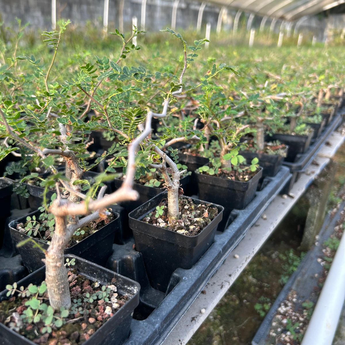 Commiphora monstruosa — Burseraceae — listed size W1cm — Same Size Shipped — image 6: nursery group of Commiphora monstruosa plants