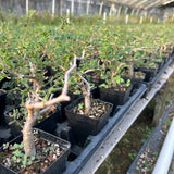 Commiphora monstruosa — Burseraceae — listed size W1cm — Same Size Shipped — image 6: nursery group of Commiphora monstruosa plants