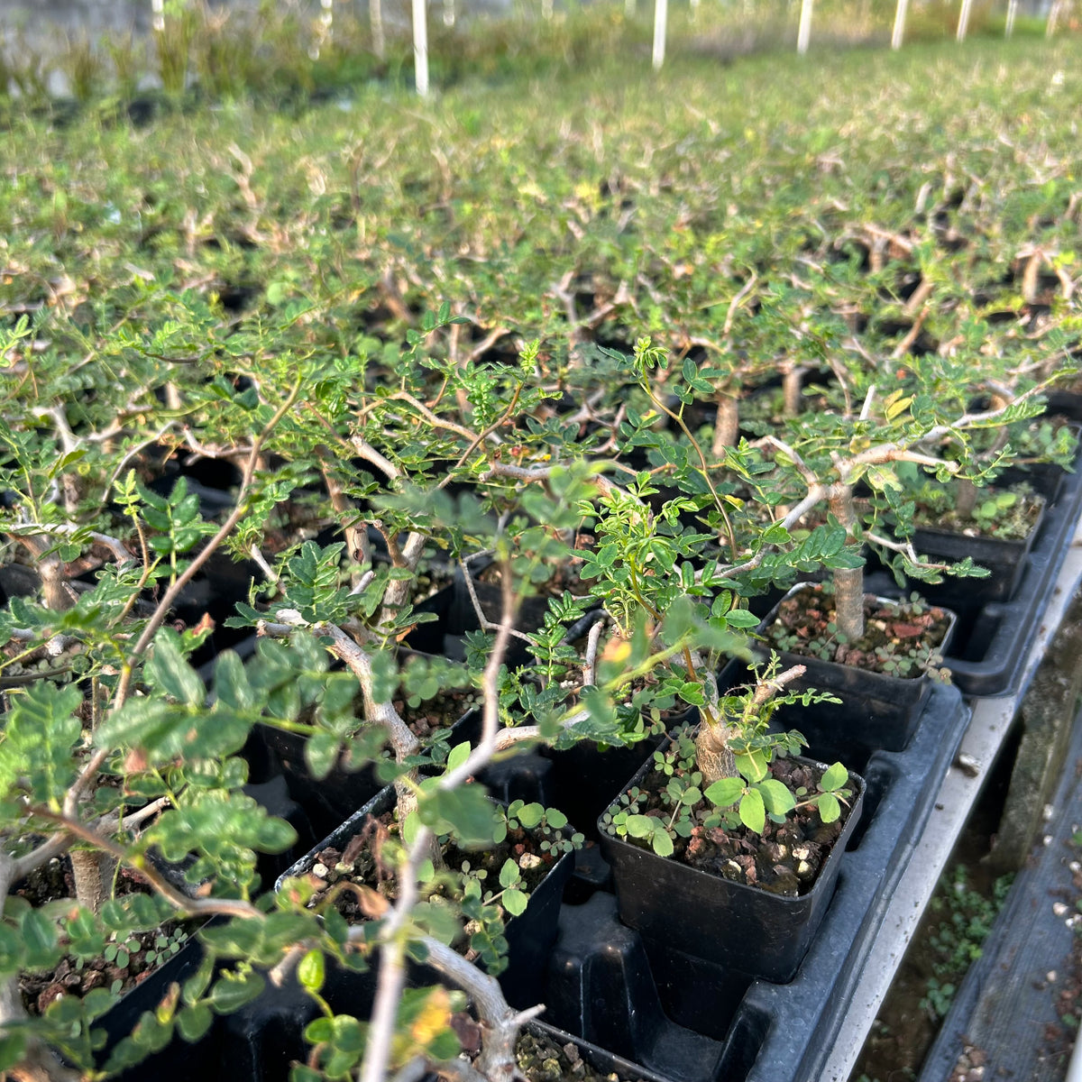 Commiphora monstruosa — Burseraceae — listed size W1cm — Same Size Shipped — image 7: nursery group of Commiphora monstruosa plants