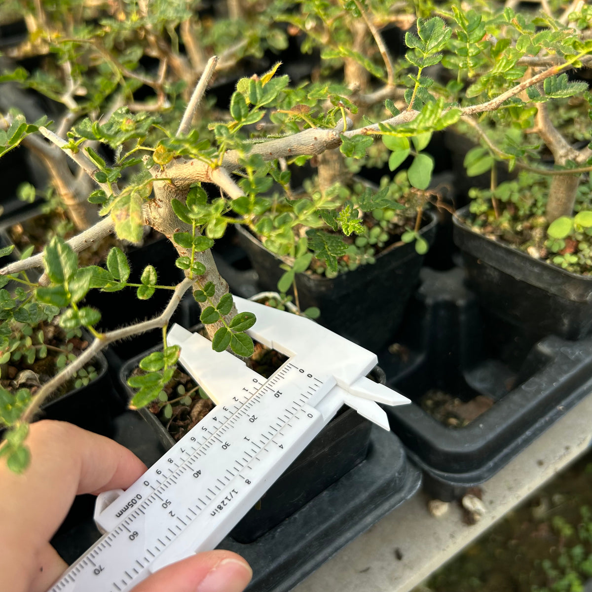 Commiphora monstruosa — Burseraceae — listed size W1cm — Same Size Shipped — image 5: potted plant with an irregular branching trunk and sparse leaves shown with a caliper for scale