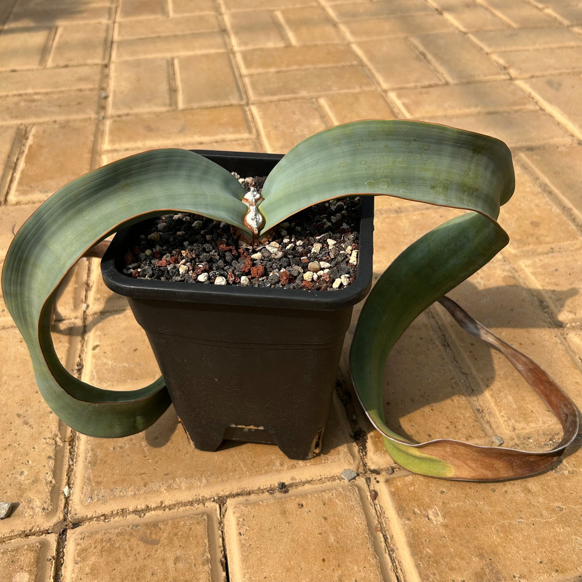 Welwitschia mirabilis — Welwitschia — listed size leaf width 4.5cm — Same Size Shipped — image 7: potted plant with two broad, arching strap-like leaves