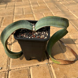 Welwitschia mirabilis — Welwitschia — listed size leaf width 4.5cm — Same Size Shipped — image 7: potted plant with two broad, arching strap-like leaves