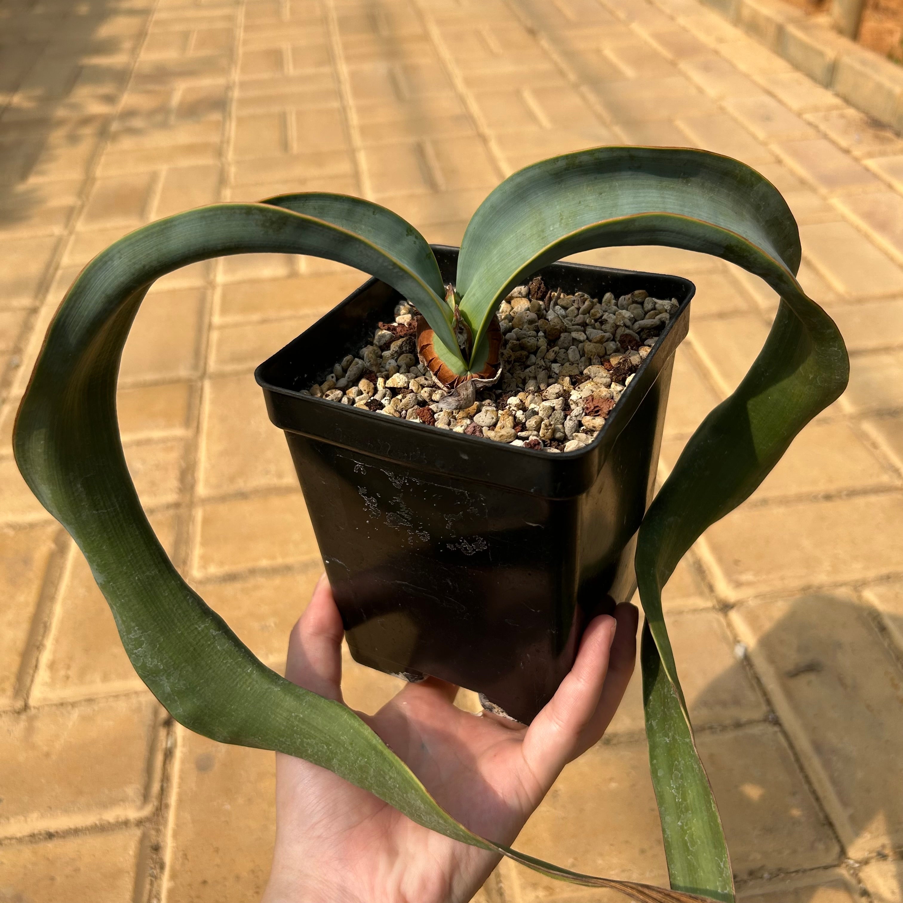 Welwitschia mirabilis | Other Caudiciforms | BotanicalCollector