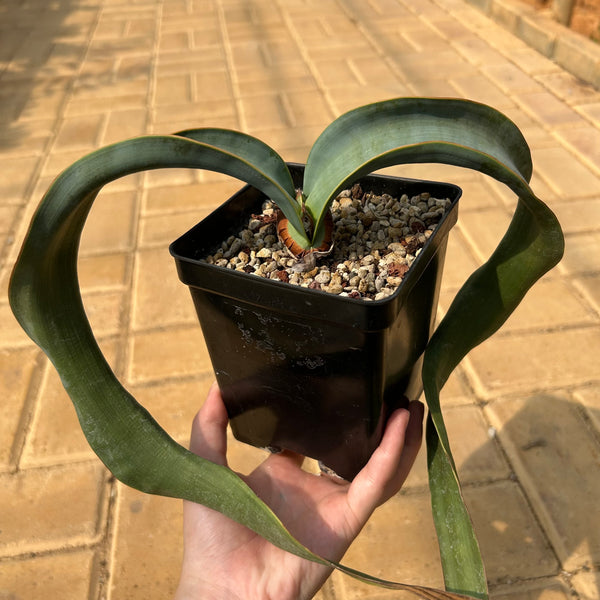 Welwitschia mirabilis