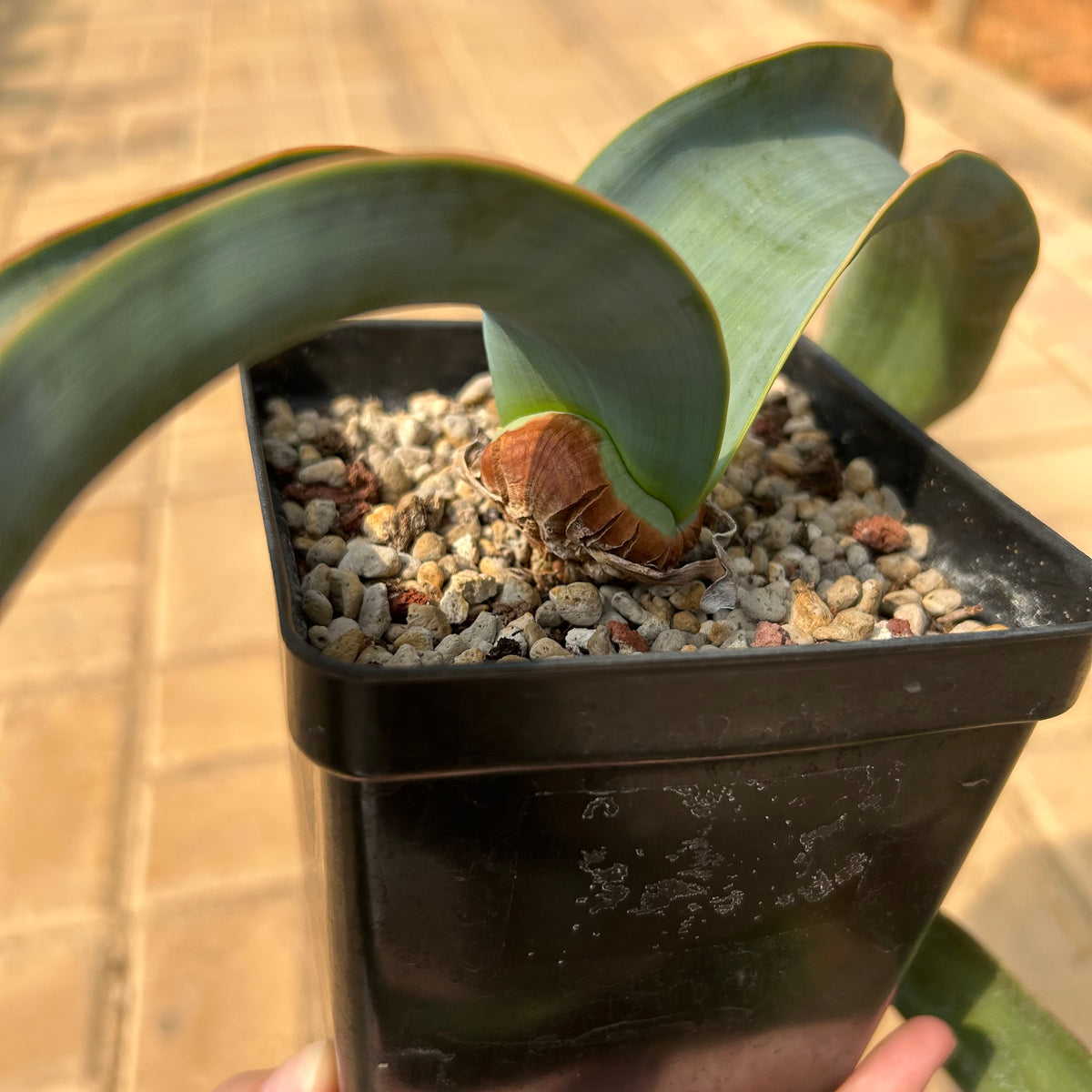 Welwitschia mirabilis