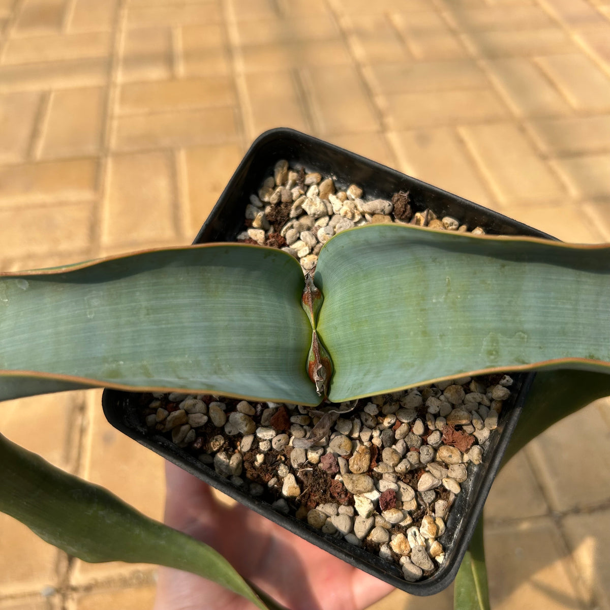 Welwitschia mirabilis