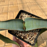 Welwitschia mirabilis