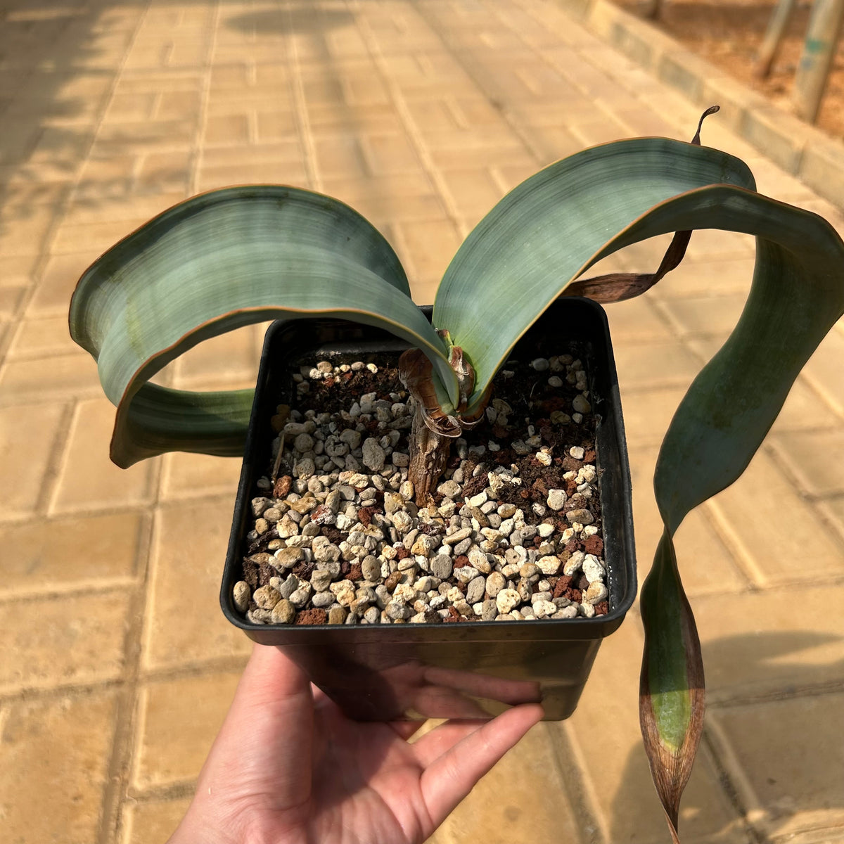 Welwitschia mirabilis