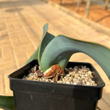 Welwitschia mirabilis