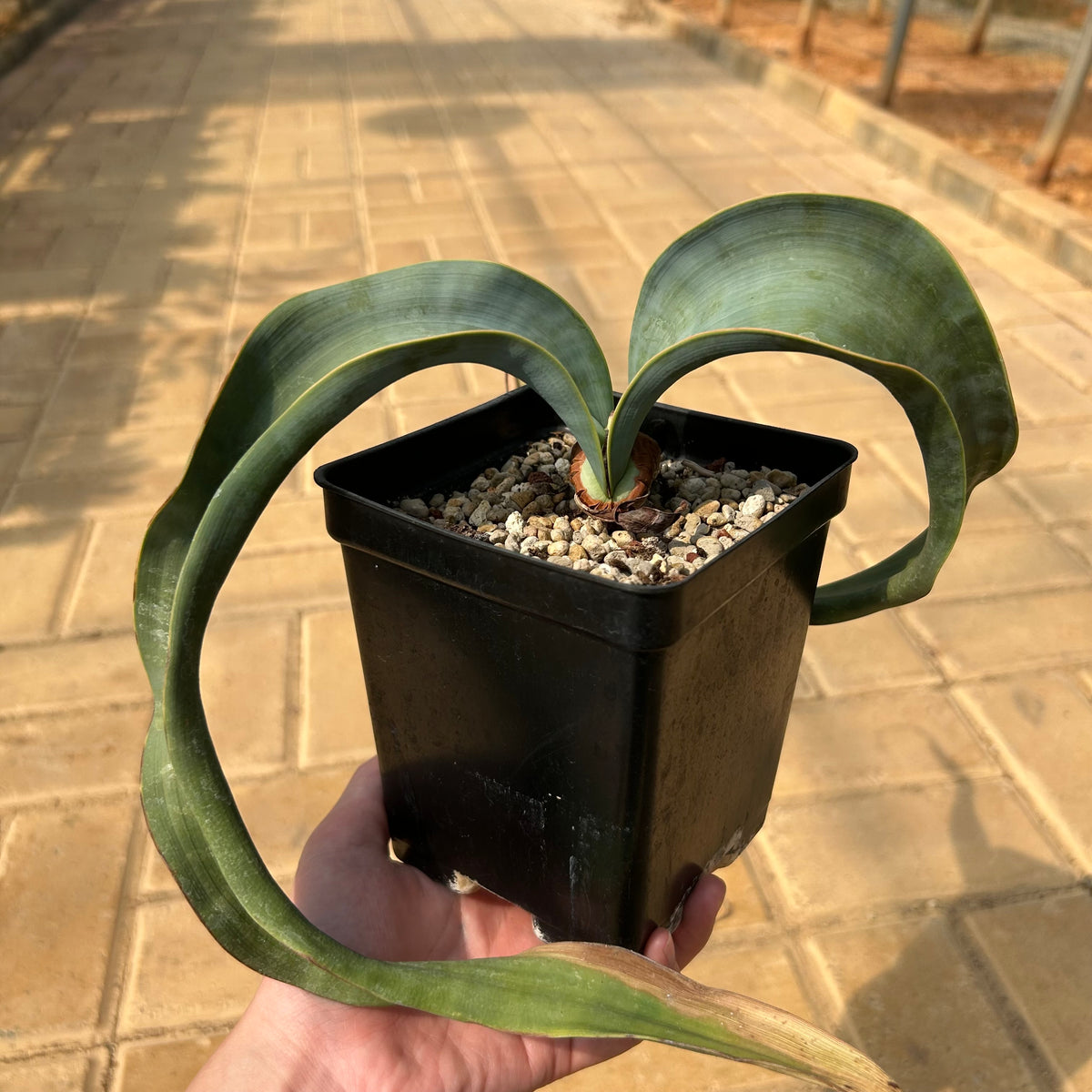 Welwitschia mirabilis