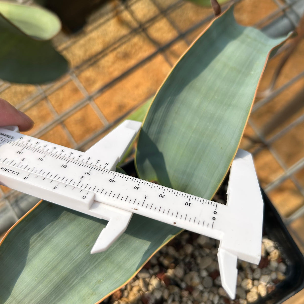 Welwitschia mirabilis