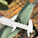 Welwitschia mirabilis