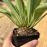 Euphorbia bupleurifolia Seeds — Euphorbia — 2026 seed listing — 1 Seed — image 2: plant specimen shown as a reference for this seed listing