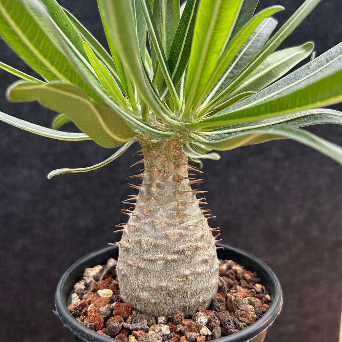 Pachypodium rosulatum var. gracilius-Pachypodium-image-41
