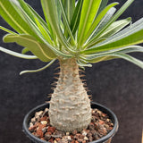Pachypodium rosulatum var. gracilius-Pachypodium-image-41