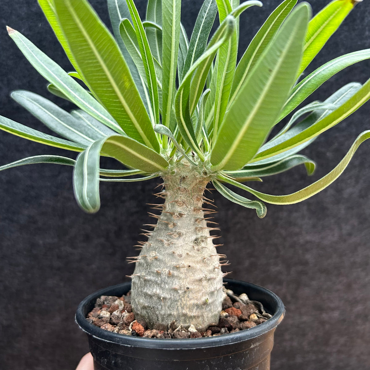 Pachypodium rosulatum var. gracilius-Pachypodium-image-43