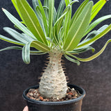 Pachypodium rosulatum var. gracilius-Pachypodium-image-43