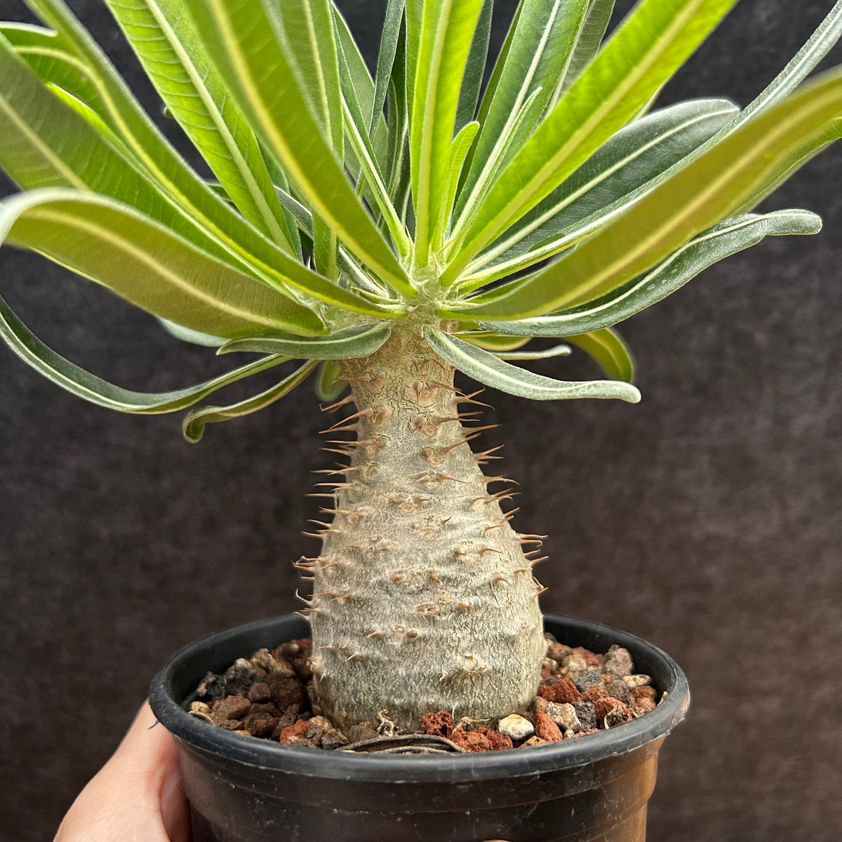 Pachypodium rosulatum var. gracilius-Pachypodium-image-42