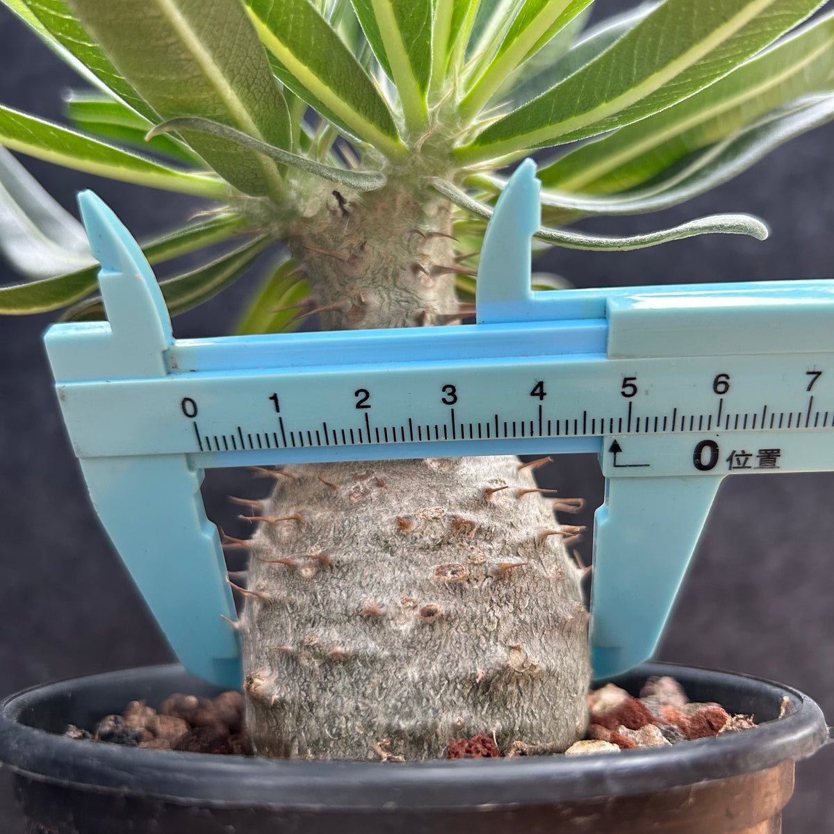 Pachypodium rosulatum var. gracilius-Pachypodium-image-44