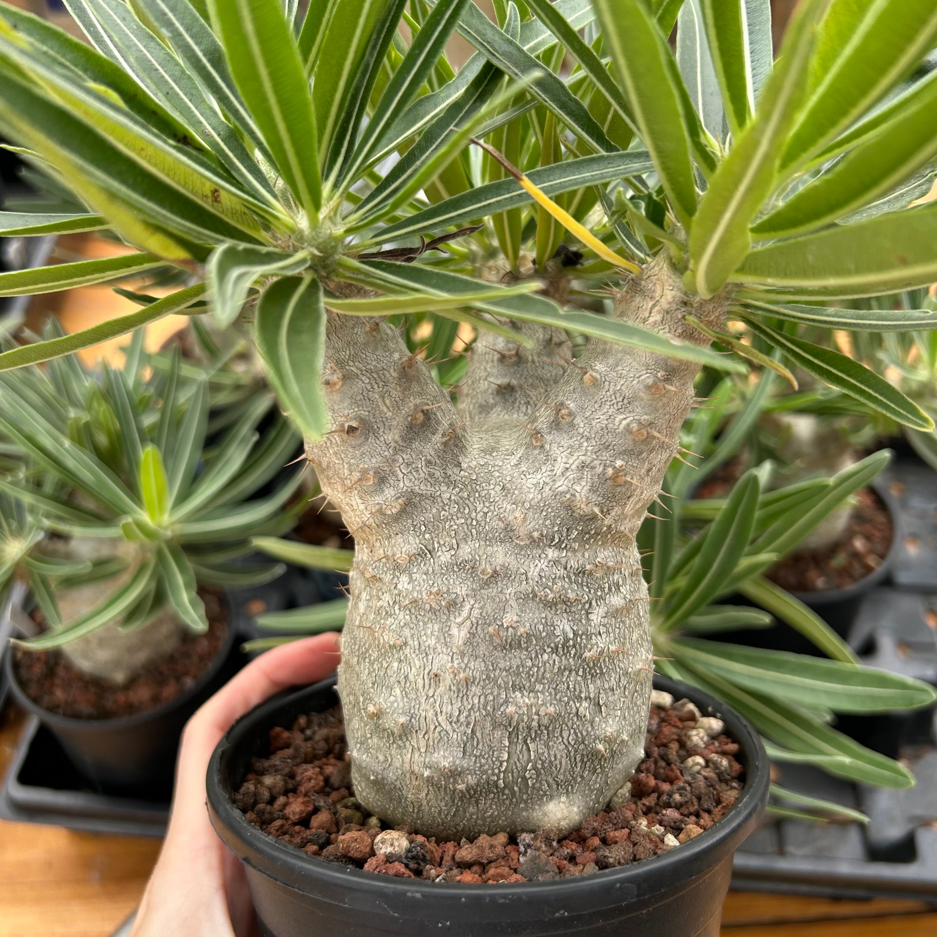 Pachypodium rosulatum var. gracilius | Pachypodium Plants |