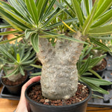 Pachypodium rosulatum var. gracilius-Pachypodium-image-35