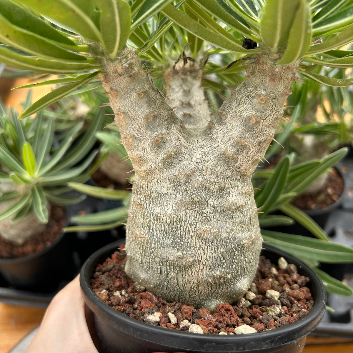 Pachypodium rosulatum var. gracilius-Pachypodium-image-36