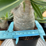 Pachypodium rosulatum var. gracilius-Pachypodium-image-39
