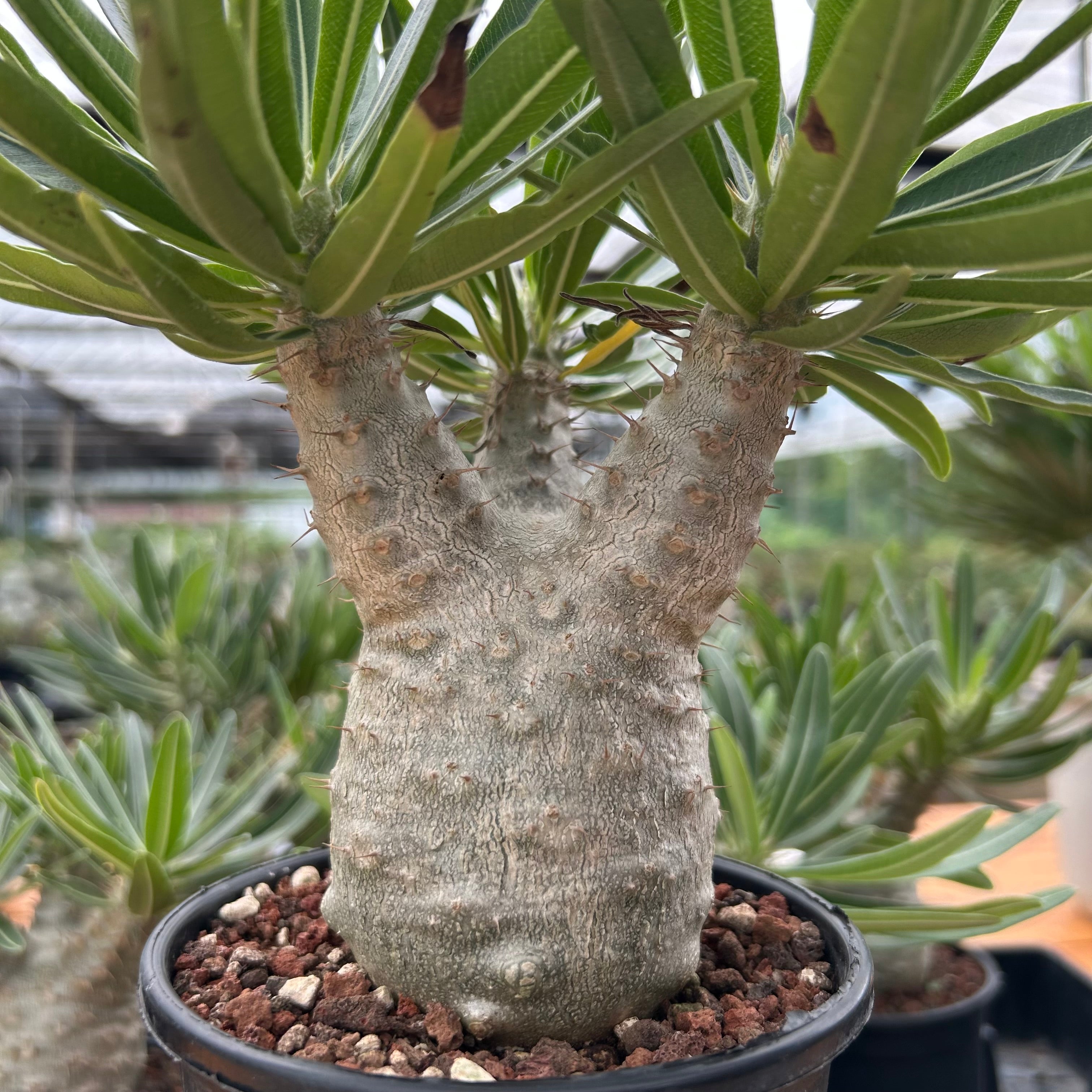 Pachypodium Gracilius var. AUTUMN LEAVES フィギュア VCD