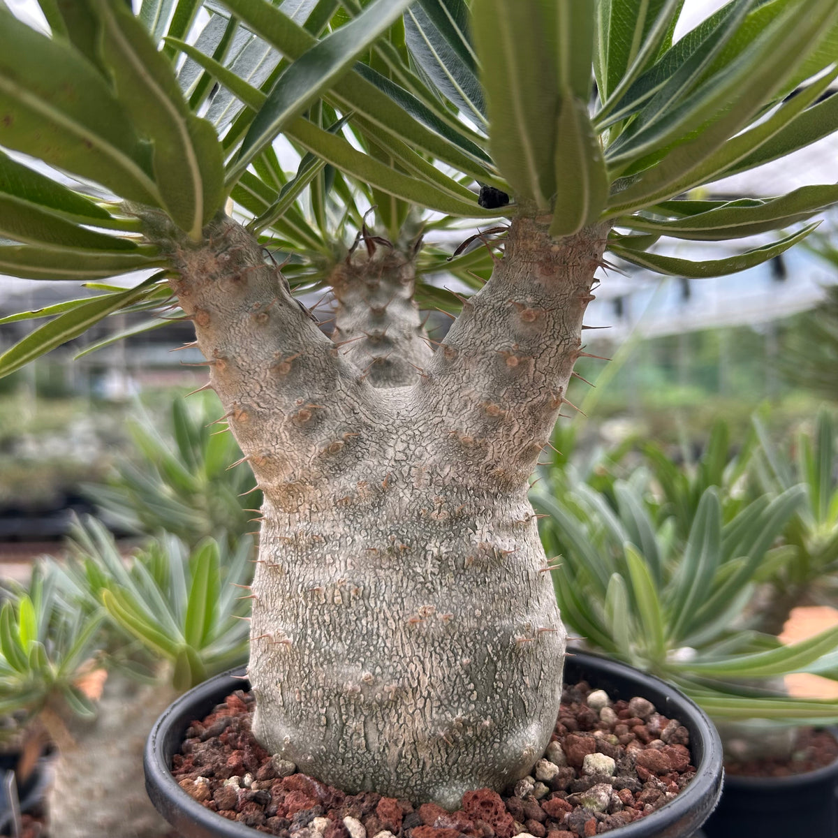 Pachypodium rosulatum var. gracilius-Pachypodium-image-38