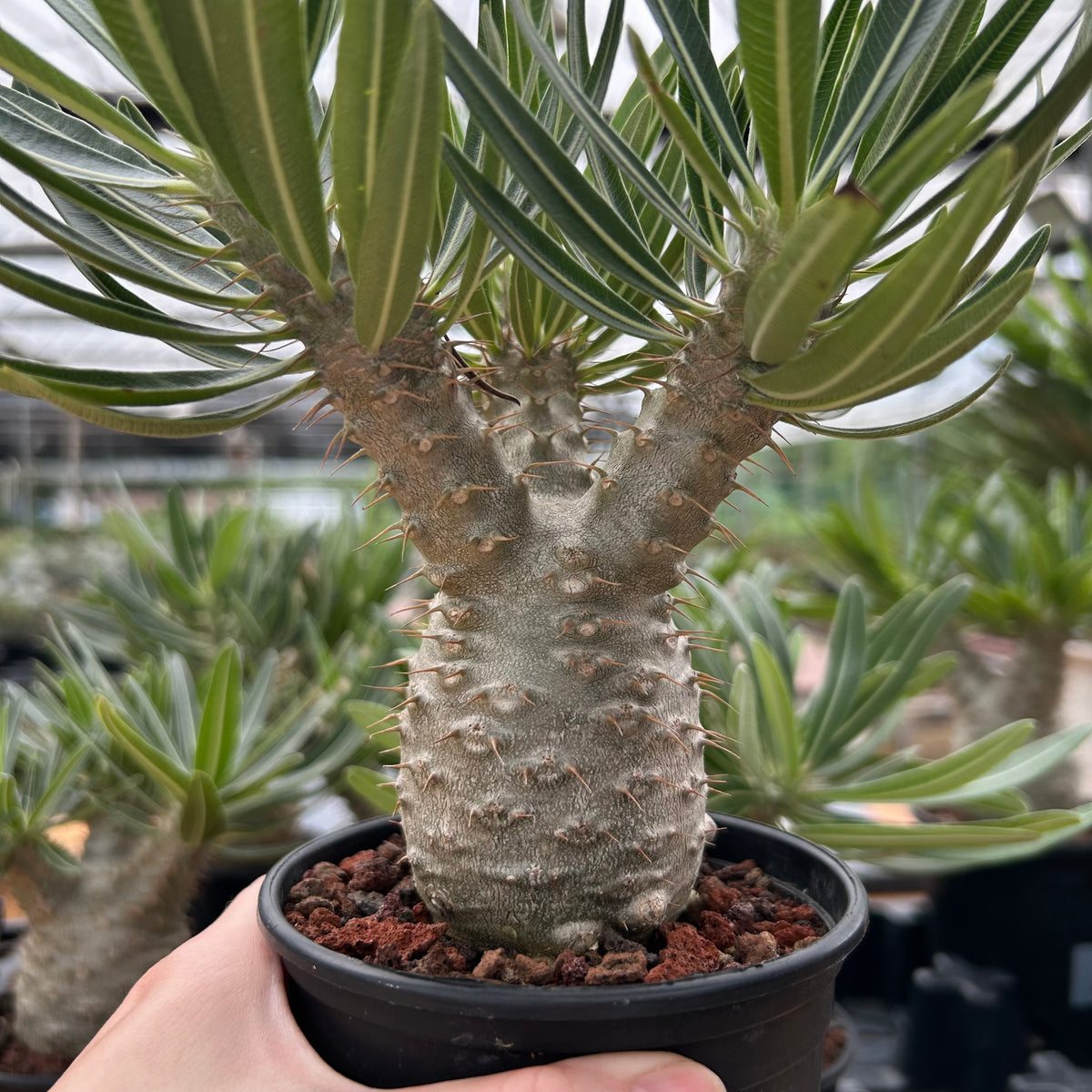 Pachypodium rosulatum var. gracilius-Pachypodium-image-30