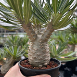 Pachypodium rosulatum var. gracilius-Pachypodium-image-30
